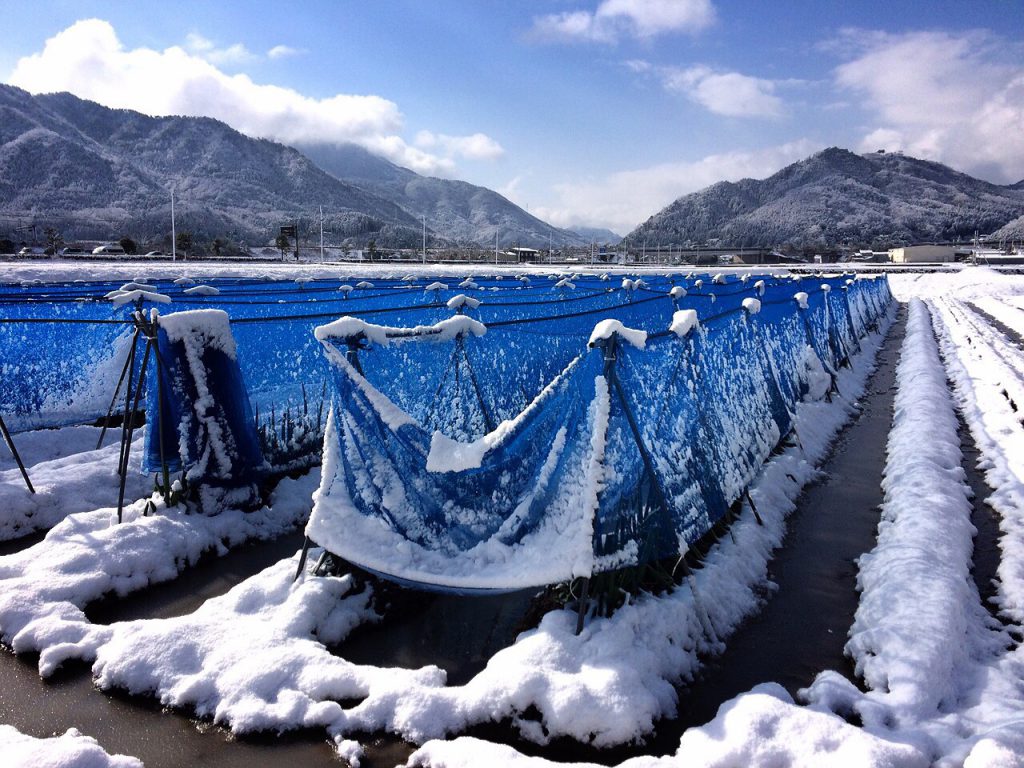 岩津ねぎの雪よけネット。青葉ごと出荷する岩津ねぎの冬の課題は、いかに葉を折らず生産するかなのです。