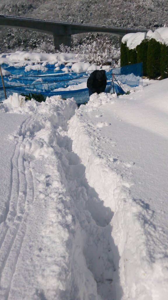 豪雪地帯で有名な兵庫県朝来市和田山。2017年1月に日本列島を襲った「最強寒波」直後の様子