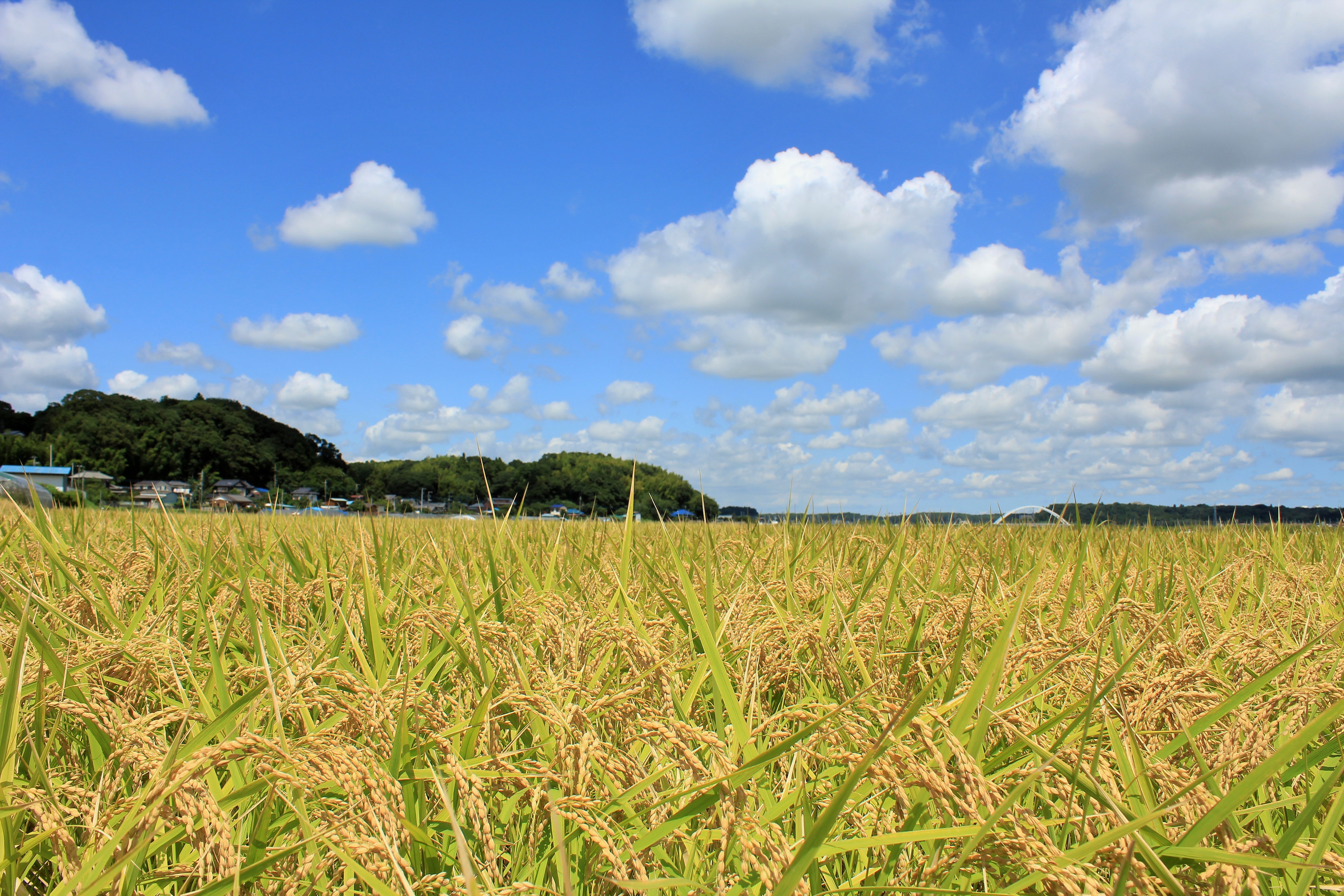 特別栽培むすびの匠米(白米)4kg【2kg×2袋 贈答用】 - 画像 (8)