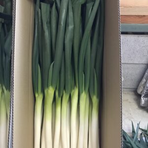 岩津ねぎ 3kg【ご家庭用】